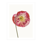 Cc Poppy 04 (Print Only) thumbnail