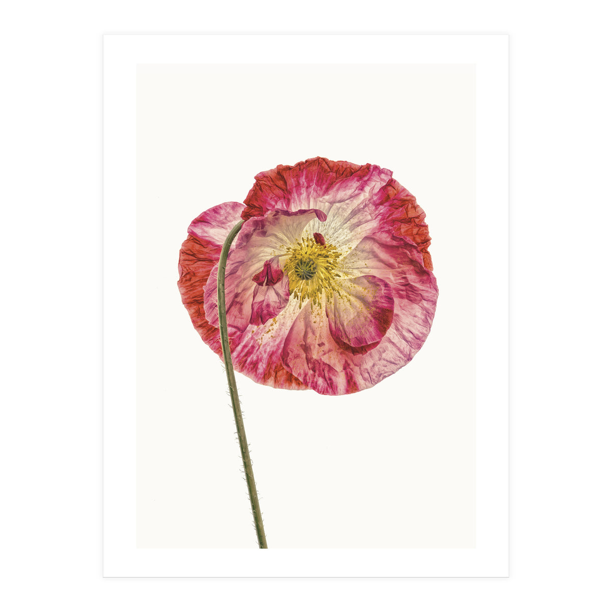 Cc Poppy 04 (Print Only)