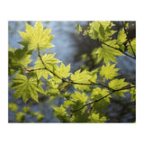 Heart Of Light (Print Only) thumbnail