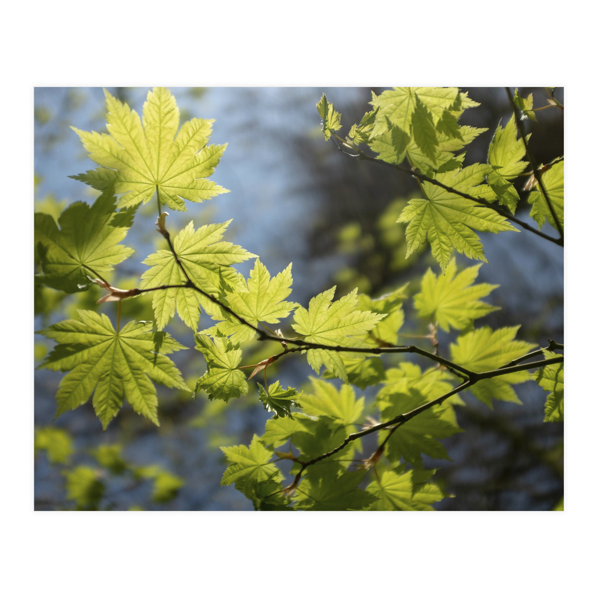 Heart Of Light (Print Only)