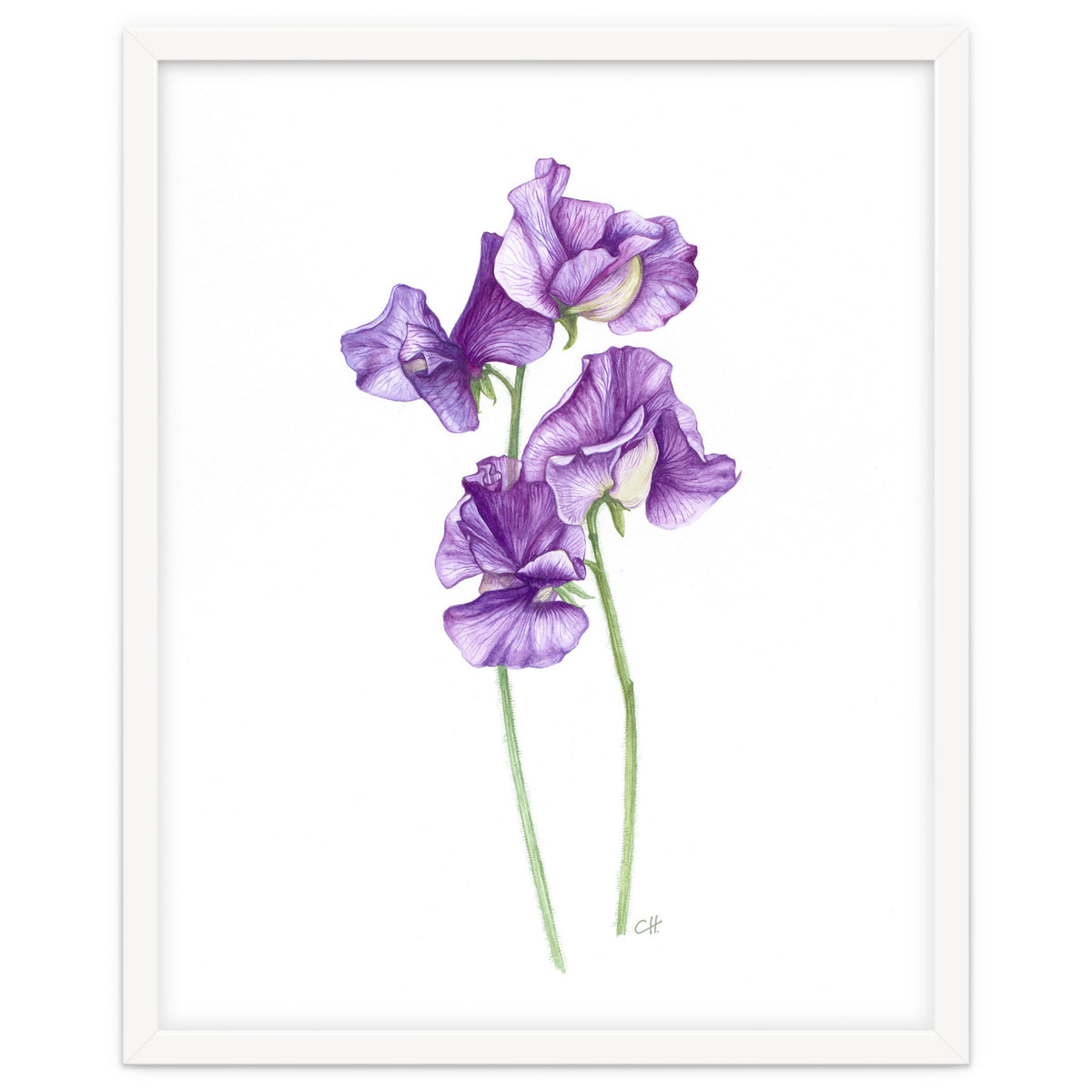 A Purple Posy Of Sweet Peas