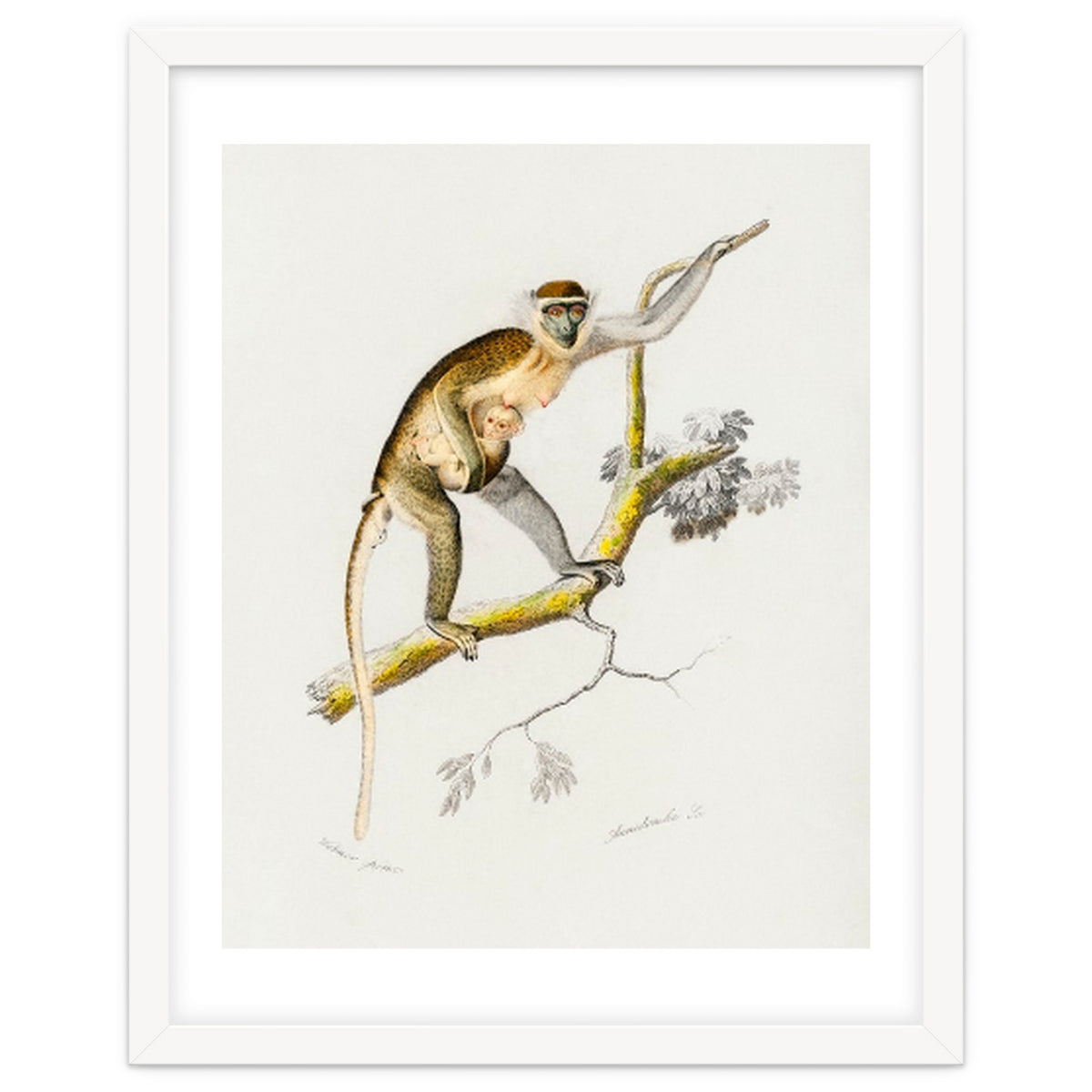 Cercopithecus griseus illustrated