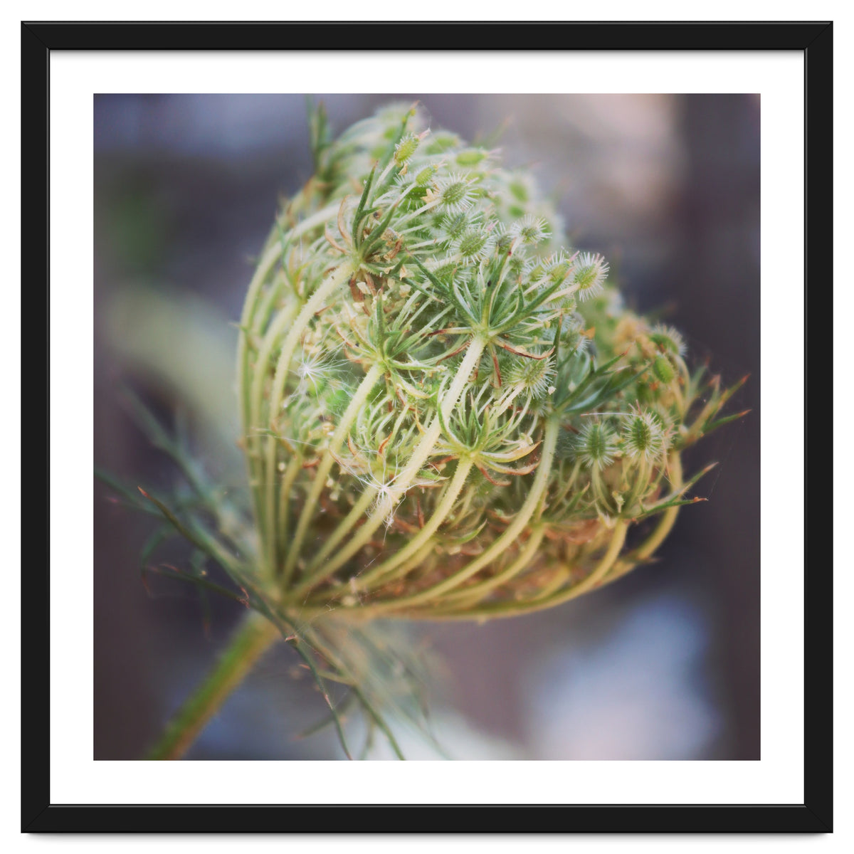 Seed head