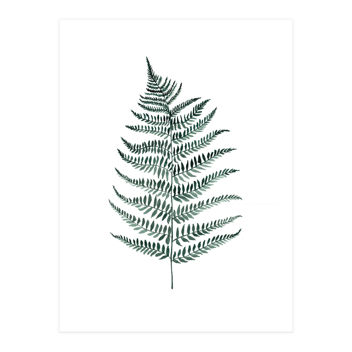 Botanical Illustration Silverfern (Print Only)