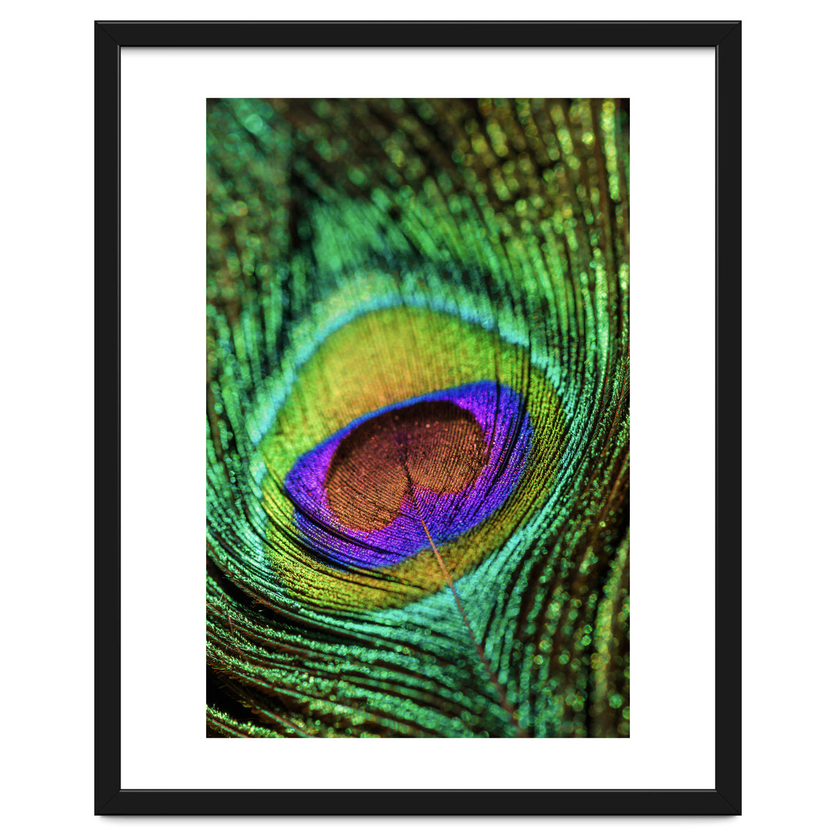 Peacock feather