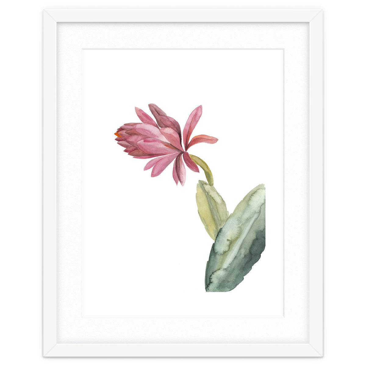 Botanical Illustration Pink Cactus Flower