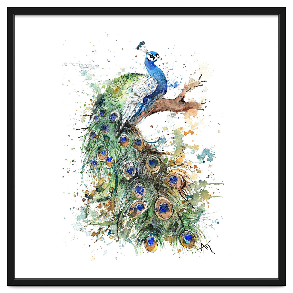 Peacock - Wildlife Collection