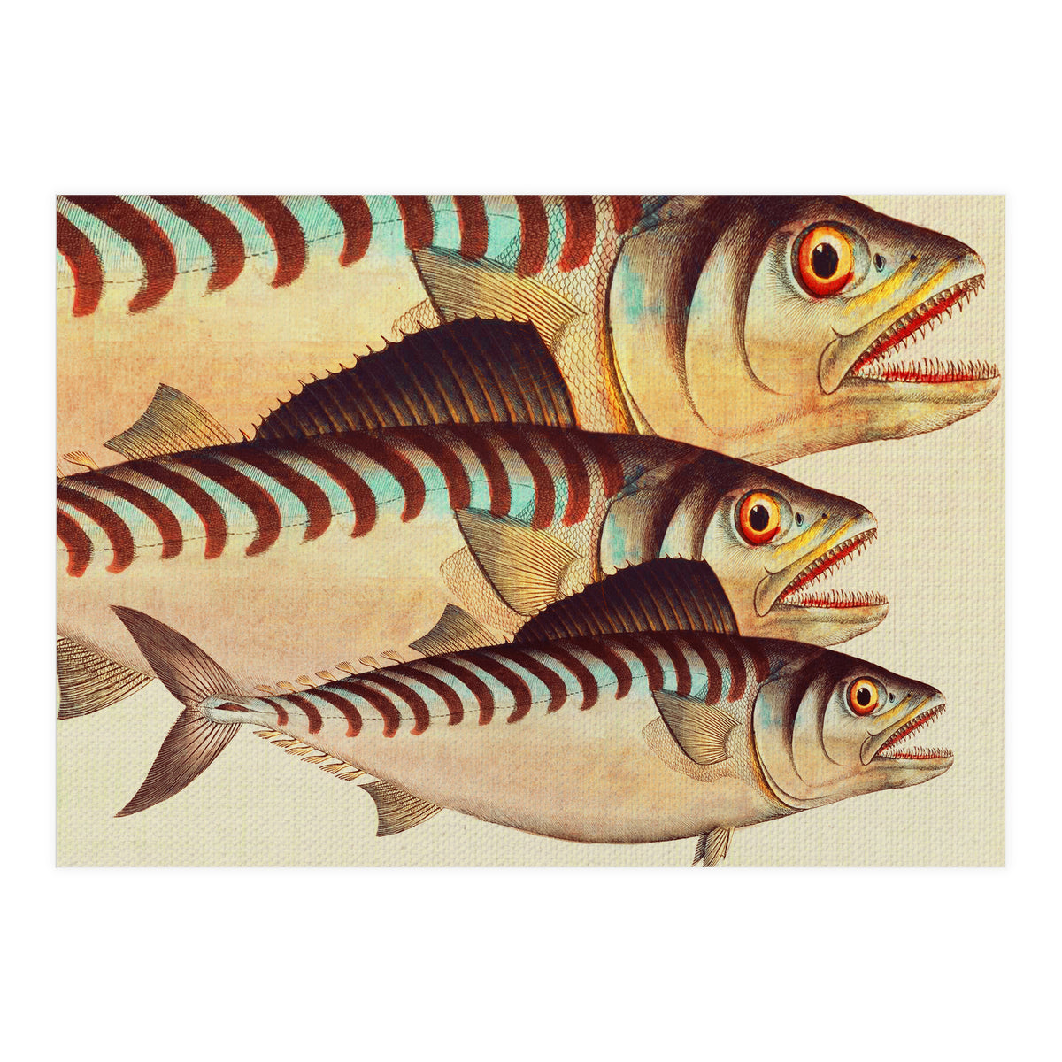 Fish Classic Designs 8 (Print Only)