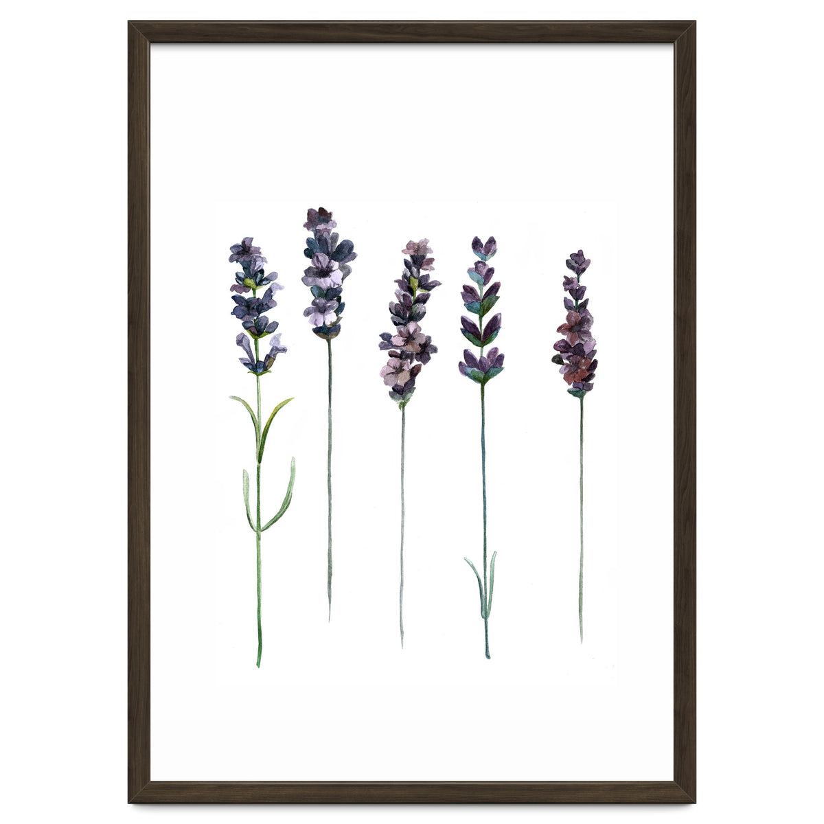 Botanical Illustration Lavender