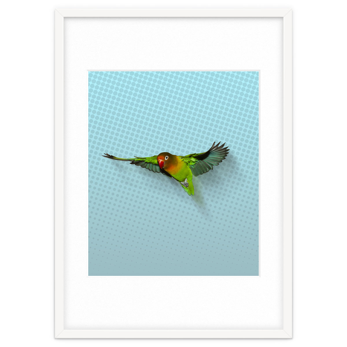 Flying lovebird