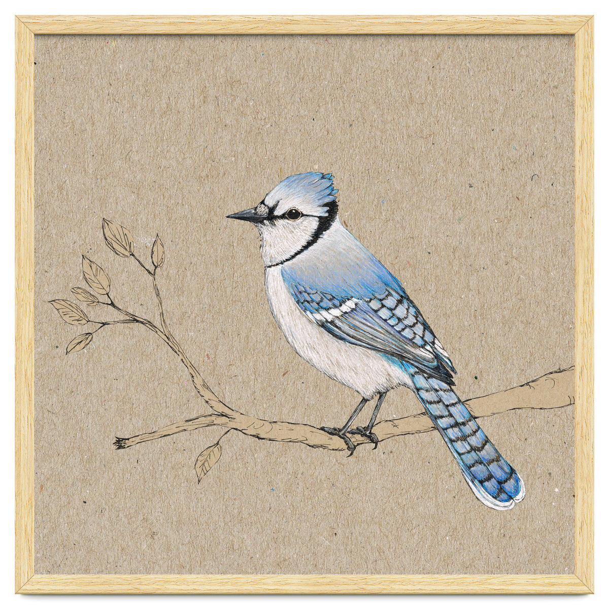 Blue jay