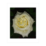 Floribunda Rose (Print Only) thumbnail