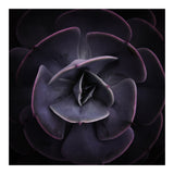 DARKSIDE OF SUCCULENTS VIII (Print Only) thumbnail
