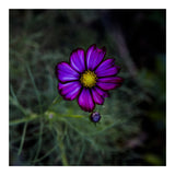 Floral autumn (Print Only) thumbnail
