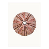 Cc Shell 04 (Print Only) thumbnail