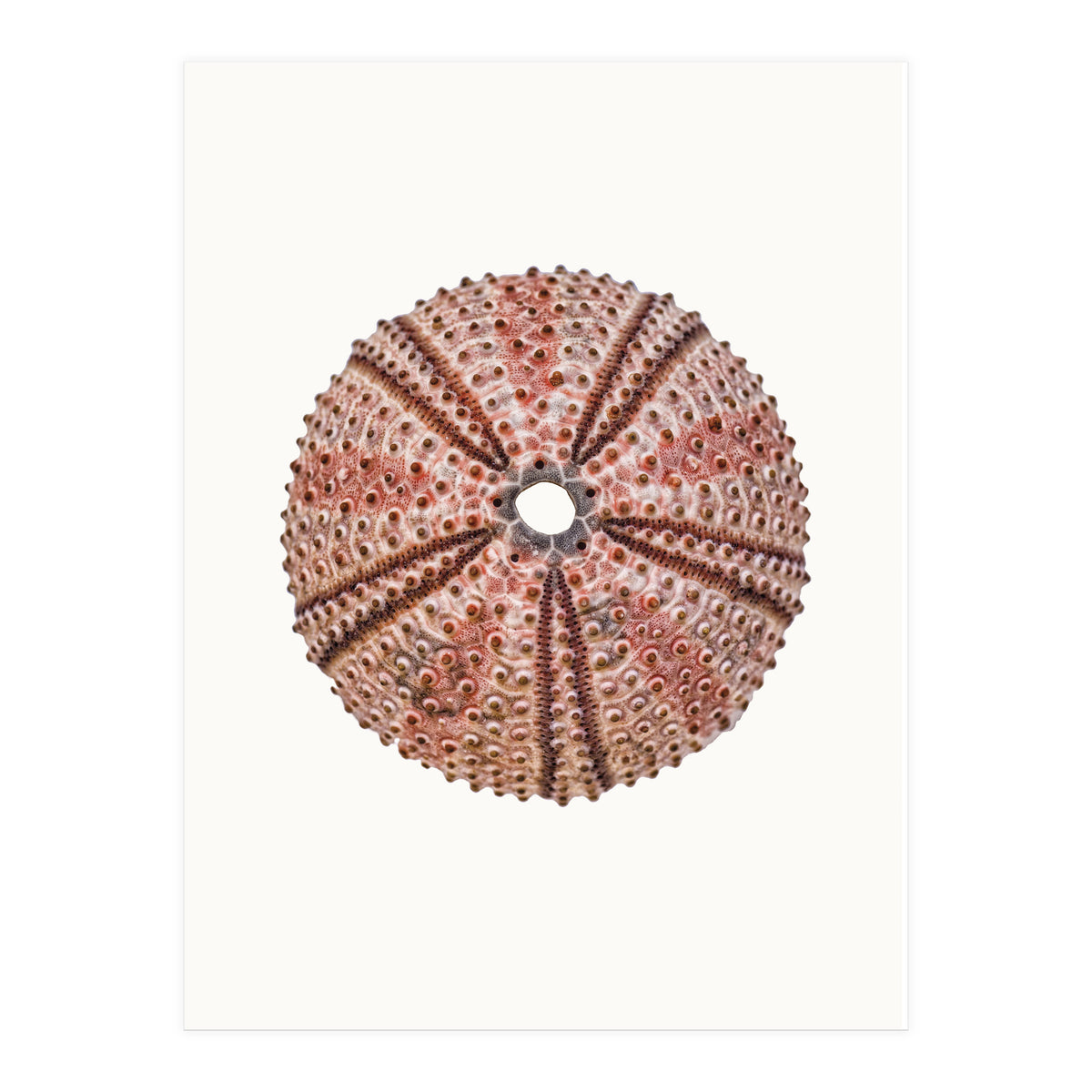 Cc Shell 04 (Print Only)