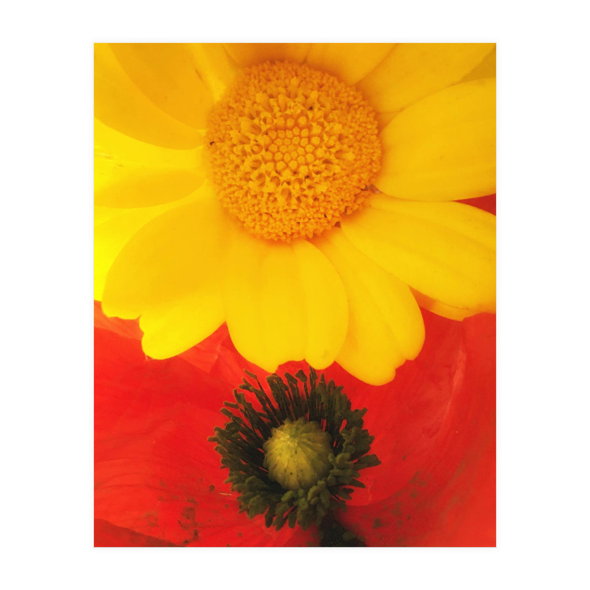 SPRING LOVE (Print Only)