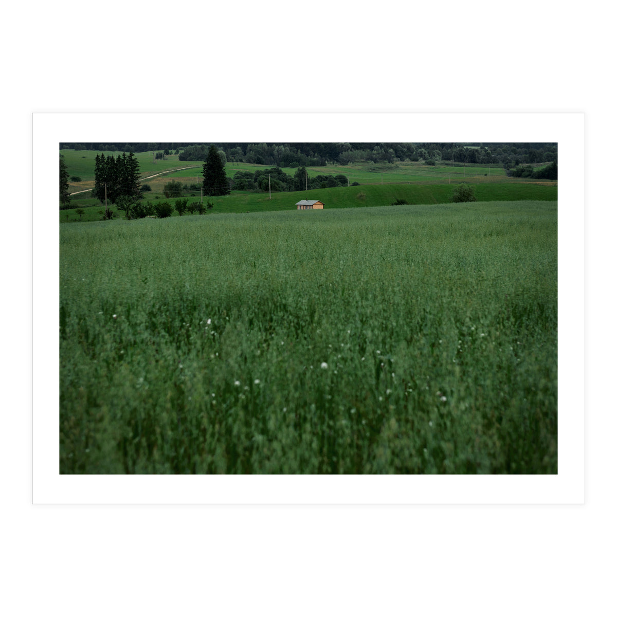 Green House (Print Only)