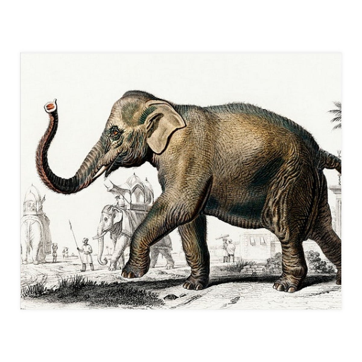 Asiatic elephant indicus illustrated (Print Only)