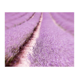 Lilac Love (Print Only) thumbnail