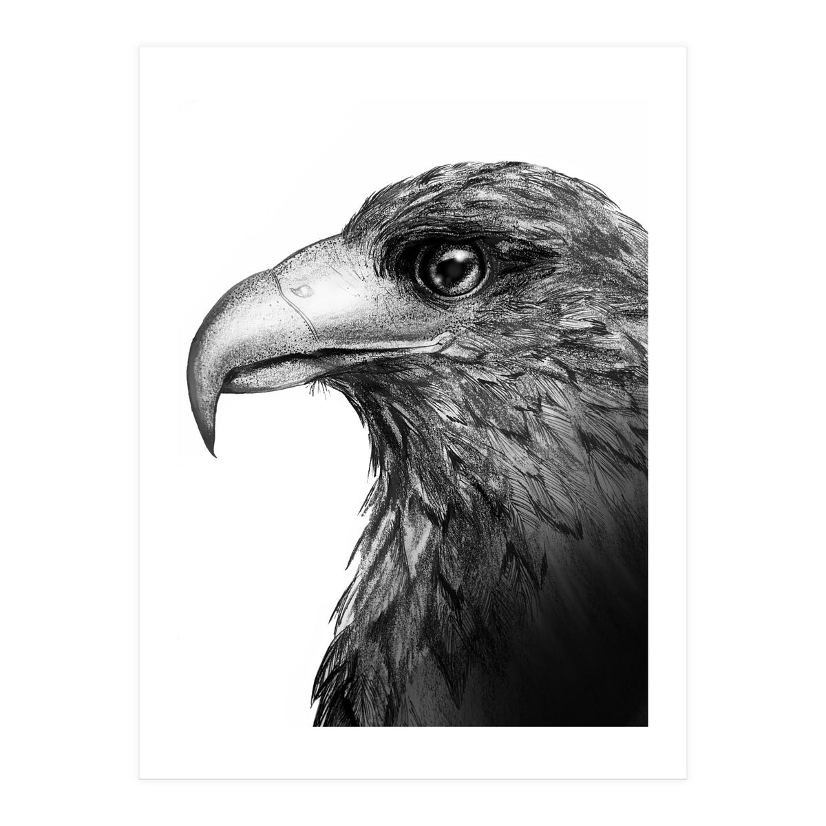 Harris's Hawk (Print Only)