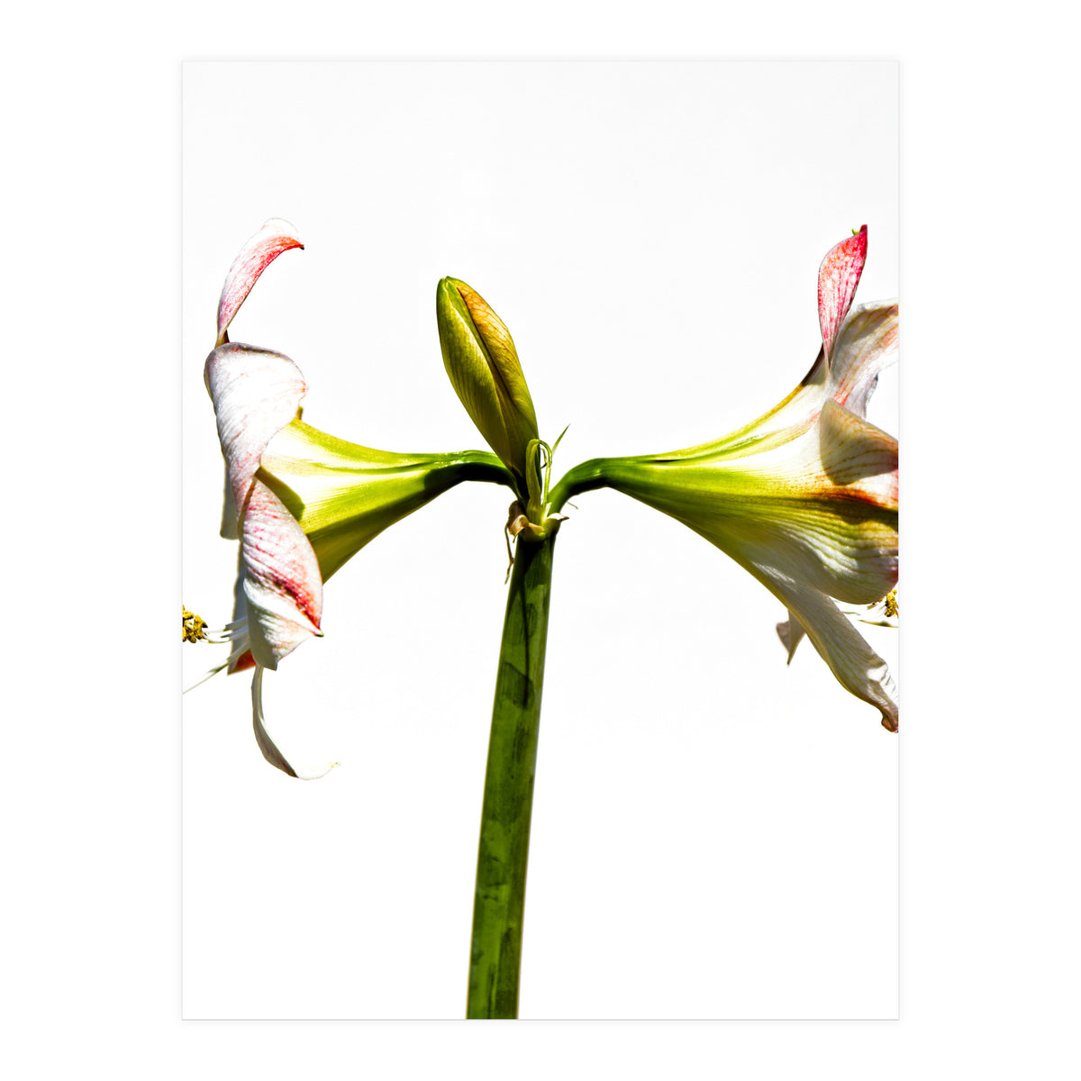 Amaryllis 3 (Print Only)