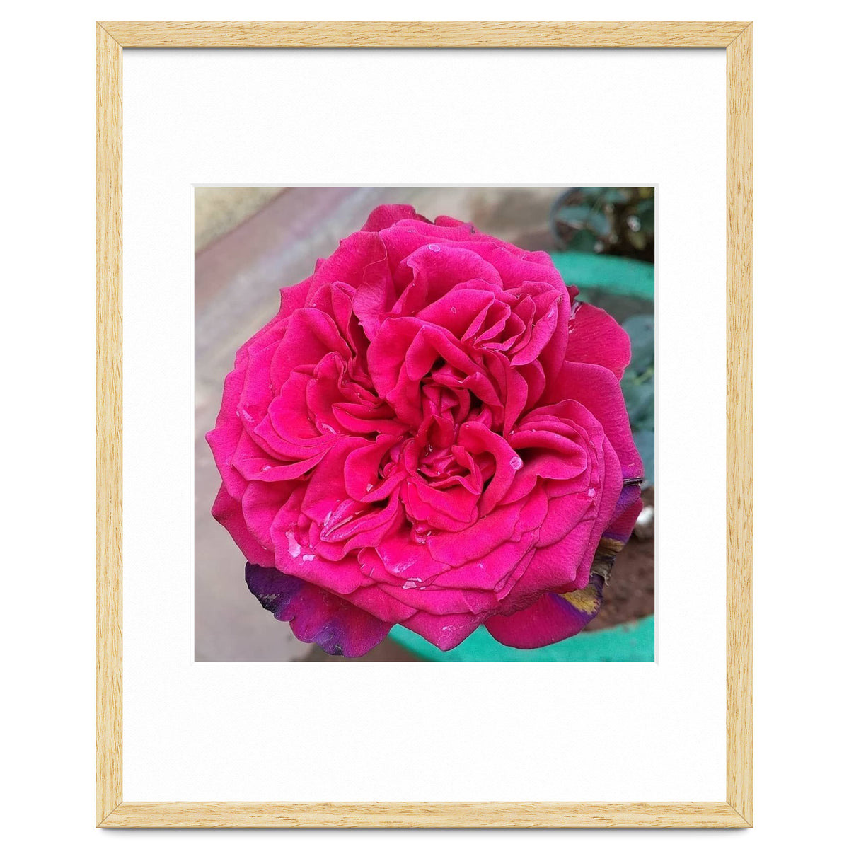 Beautiful Fragrant Rose