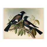 Magpies Vintage Painting (Print Only) thumbnail
