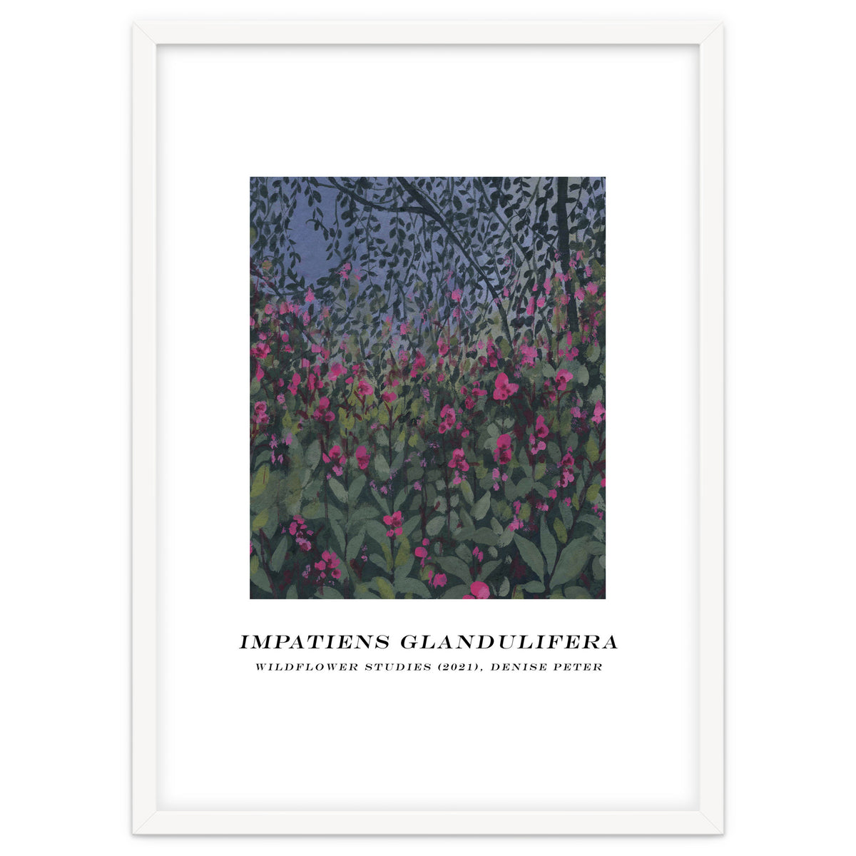 Impatiens Glandulifera