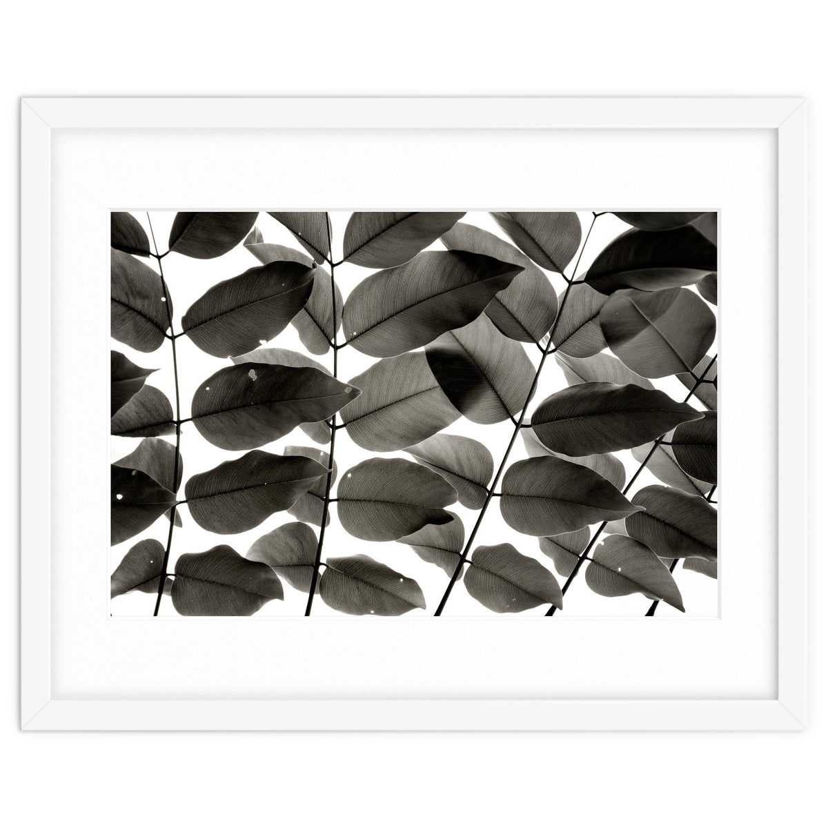 Branches and Leaves I