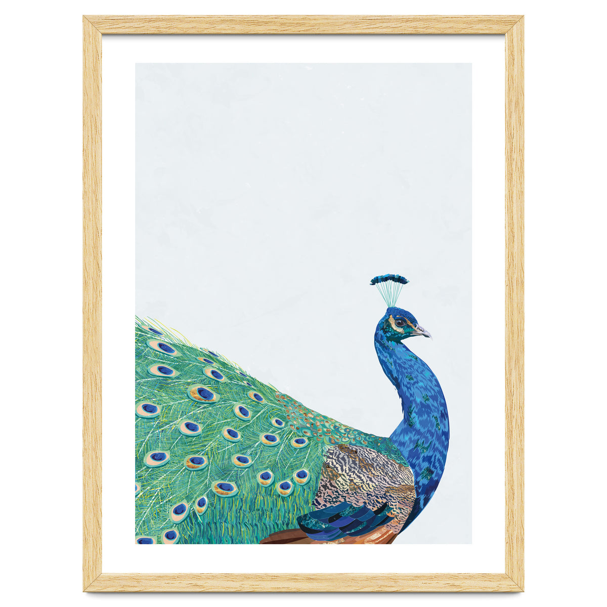 Peacock Portrait