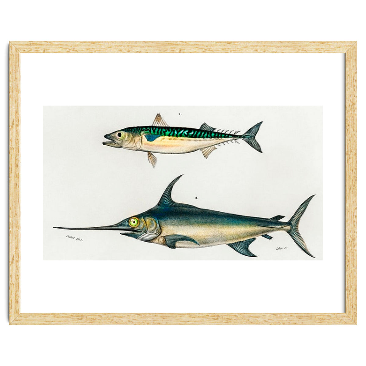 Different types of fishes illustrated