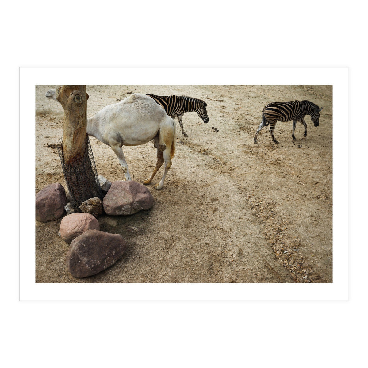 Hiding Game (Print Only)