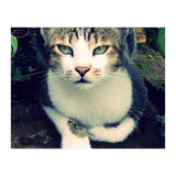 Photogenic Cat (Print Only) thumbnail
