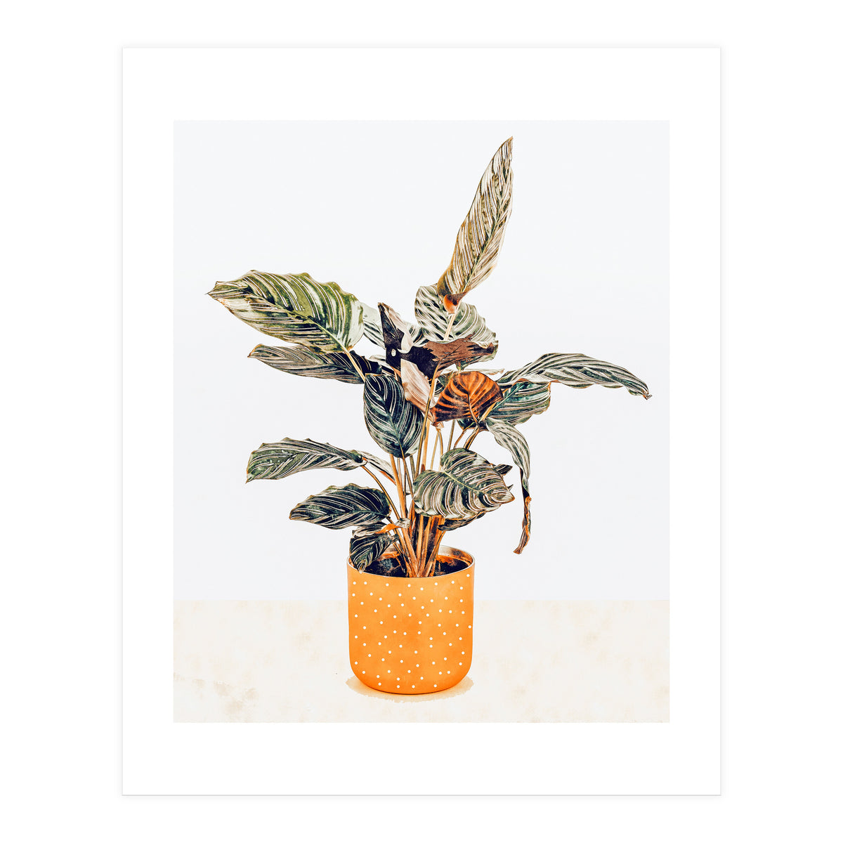 Botany II (Print Only)