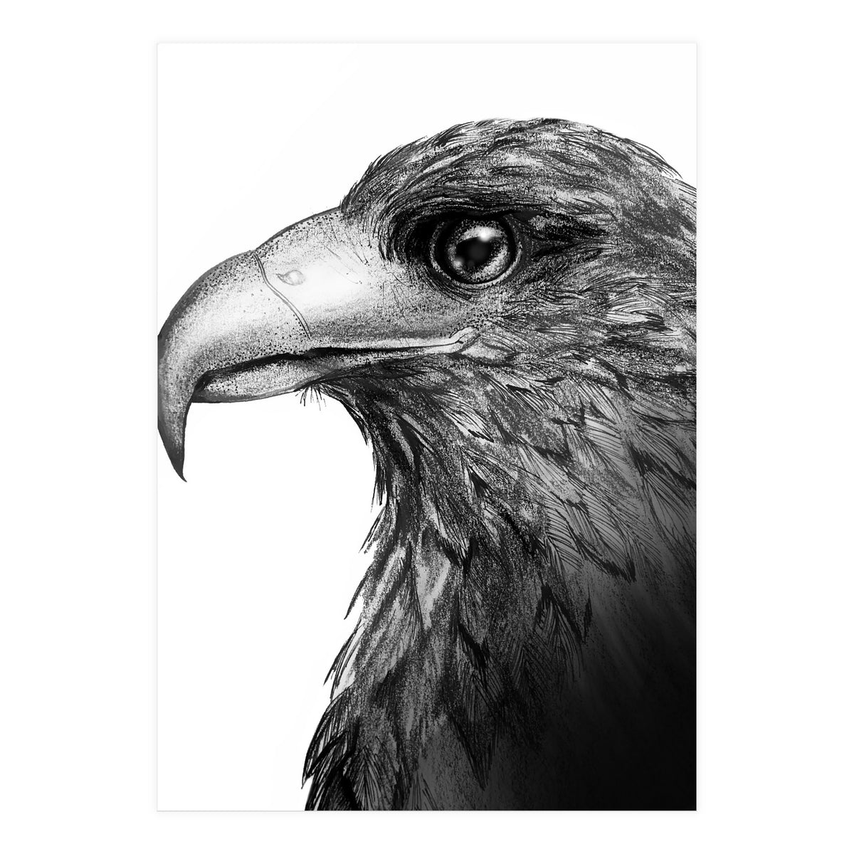Harris's Hawk (Print Only)