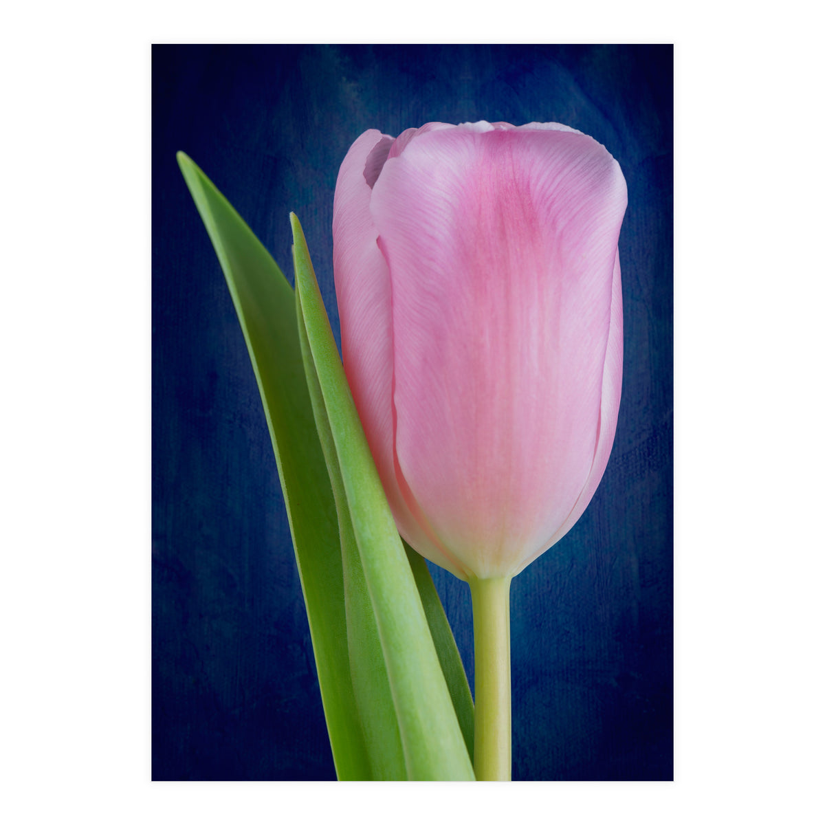 Tulip (Print Only)