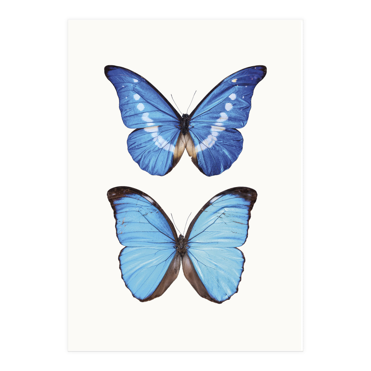 Cc Butterflies 05 (Print Only)