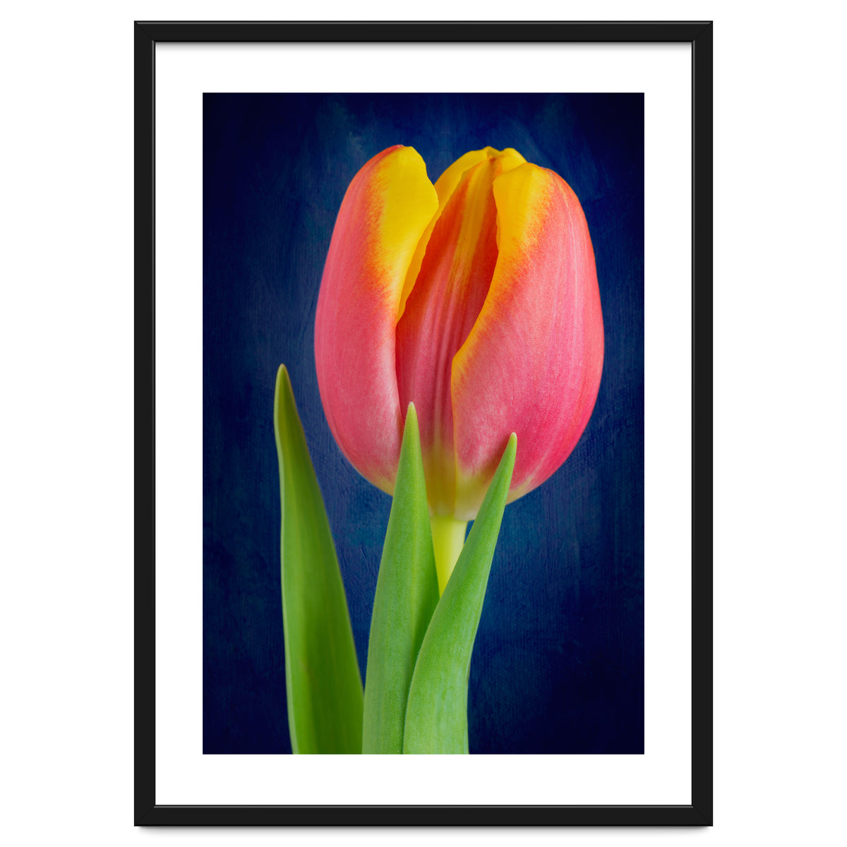 Tulip