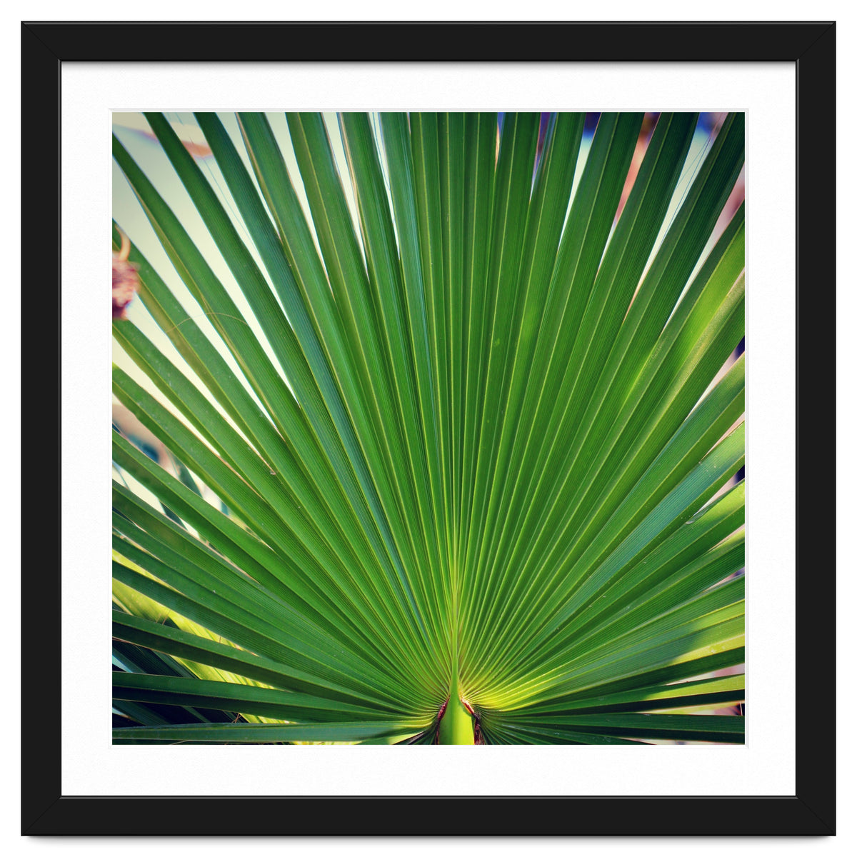 palm leaf