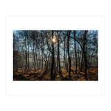 A Special Morning in Heath Warren Woods - Hampshire (Print Only) thumbnail