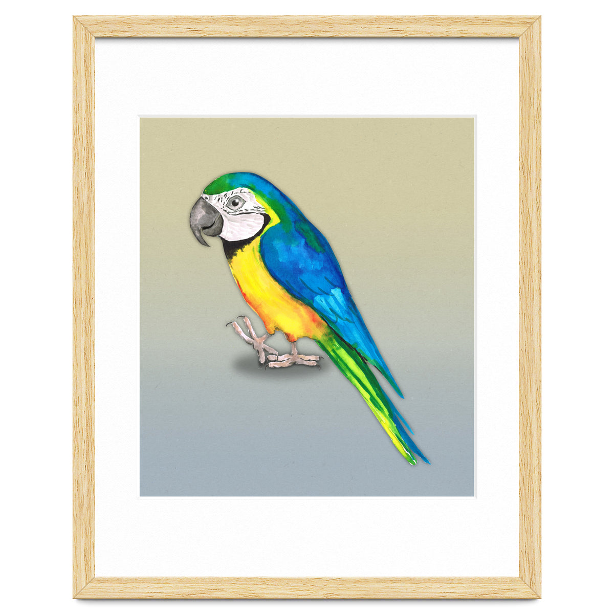 Blue and yellow macaw