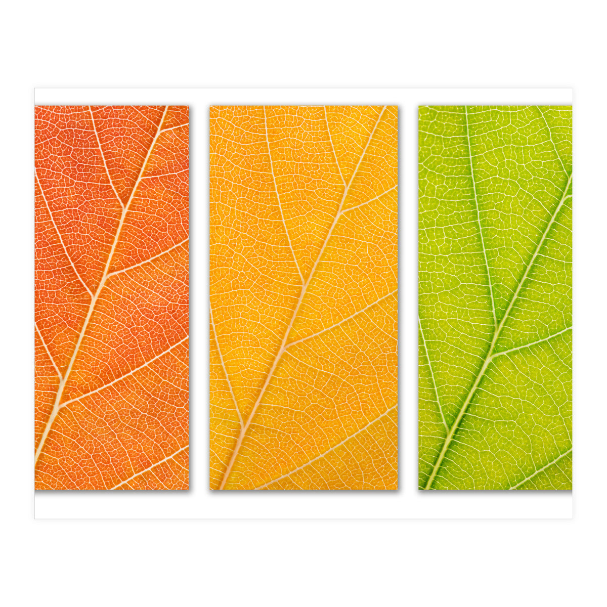 Autumn Leaves (Print Only)