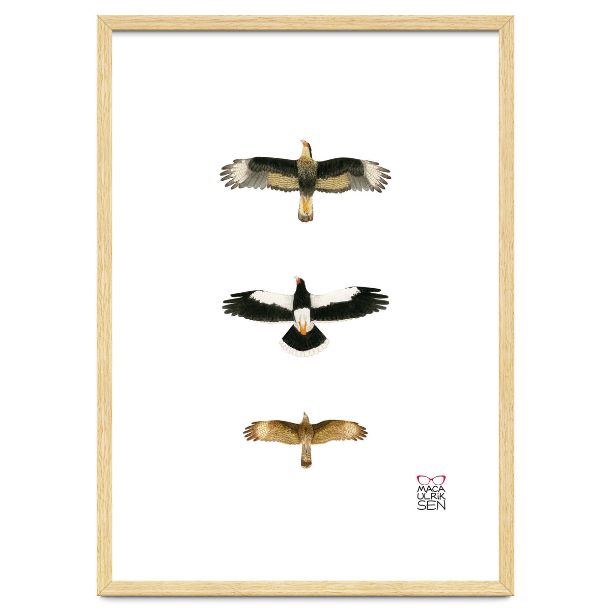 Falconidae n.2