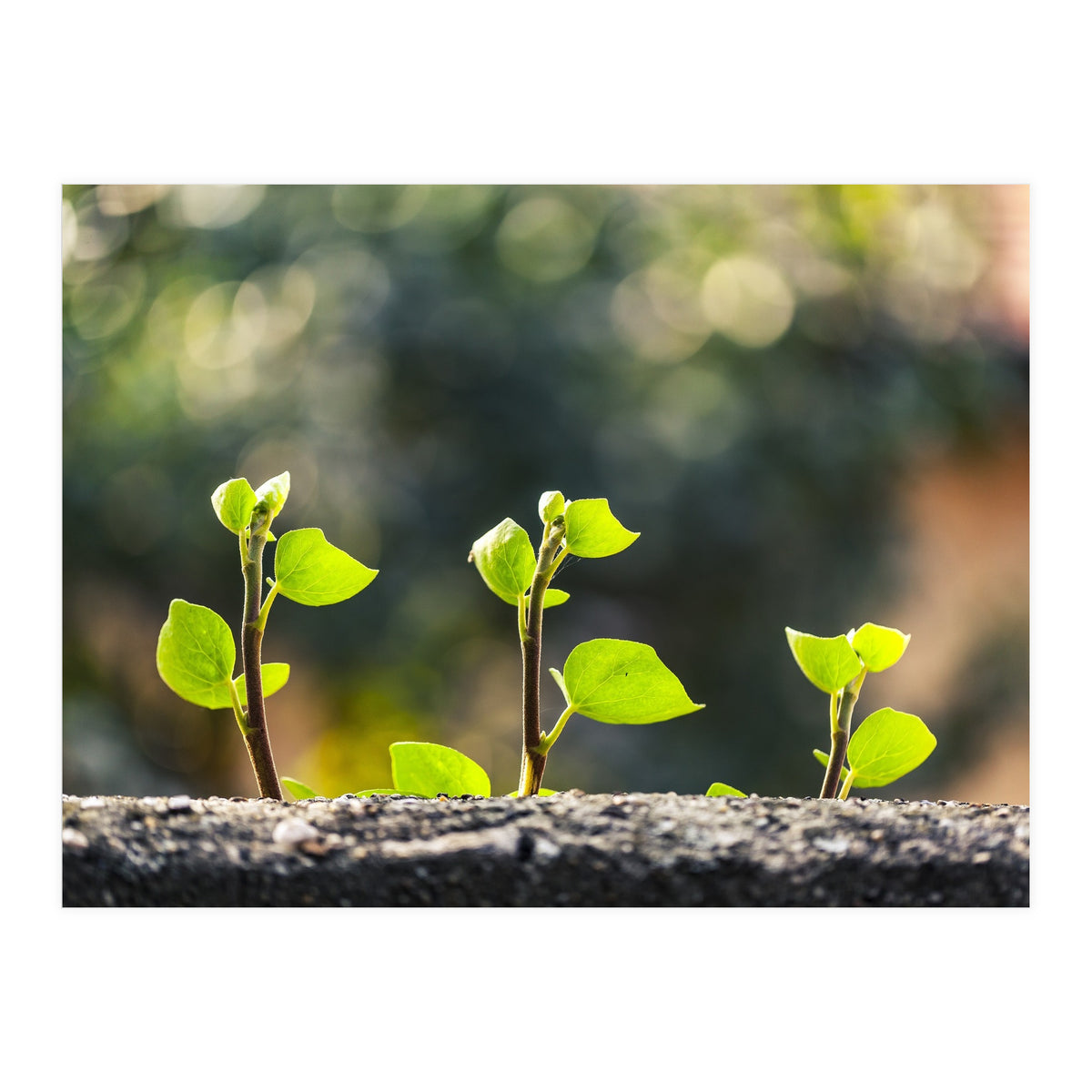 Plant in Nature (Print Only)