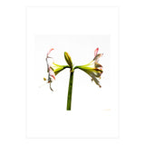 Amaryllis 3 (Print Only) thumbnail