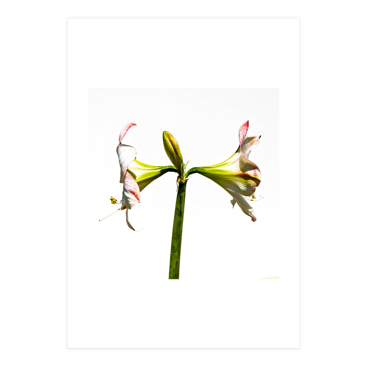 Amaryllis 3 (Print Only)