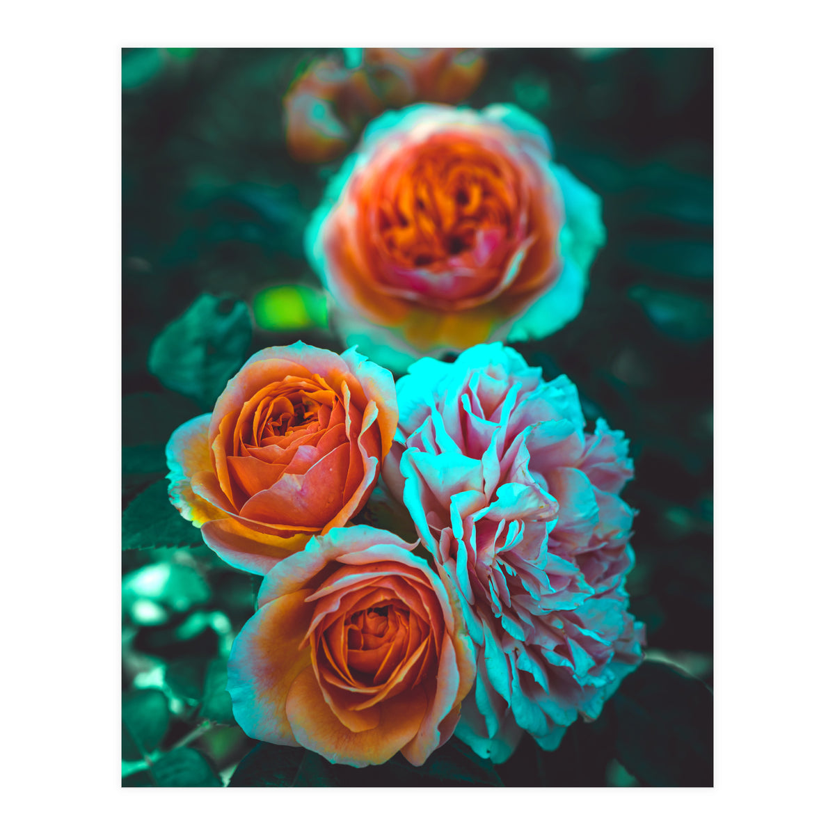Rose Flowers  (Print Only)