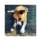 Cooper With Butterfly (Print Only) thumbnail