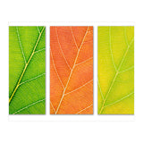 Autumn Leaves (Print Only) thumbnail